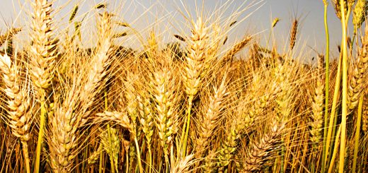 Stock Screeners November 2020