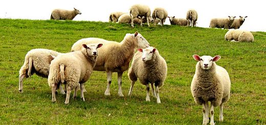 Weekly Roundup 201214