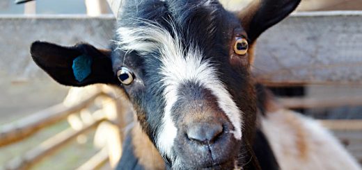 Weekly Roundup 201221