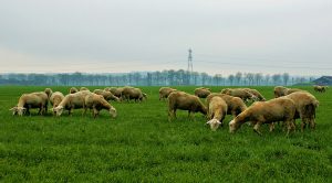 Weekly Roundup 201228 (Weekly Roundup, 28th December 2020)