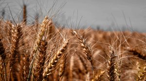 Stock Screeners January 2021 (Stock Screeners January 2021)