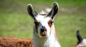 Weekly Roundup 210111 (Weekly Roundup, 11th January 2021)