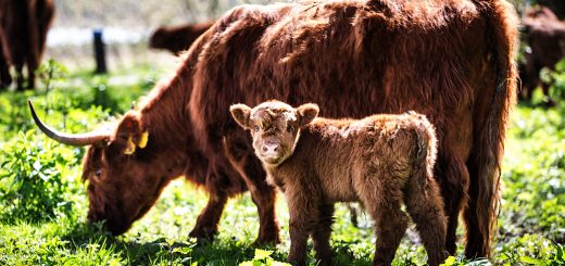 Weekly Roundup 210125