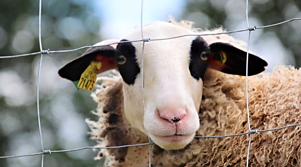 Weekly Roundup 210201