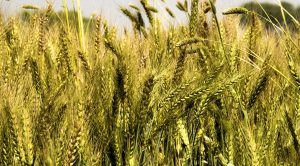 February 2021 (Stock Screeners February 2021)