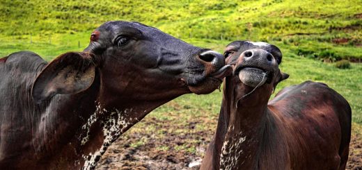 Weekly Roundup 200208