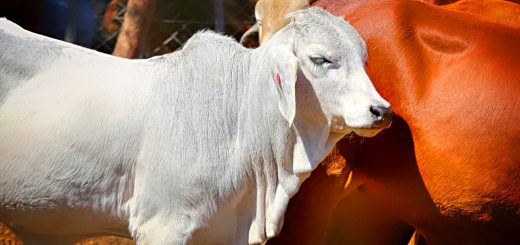 Weekly Roundup 210215