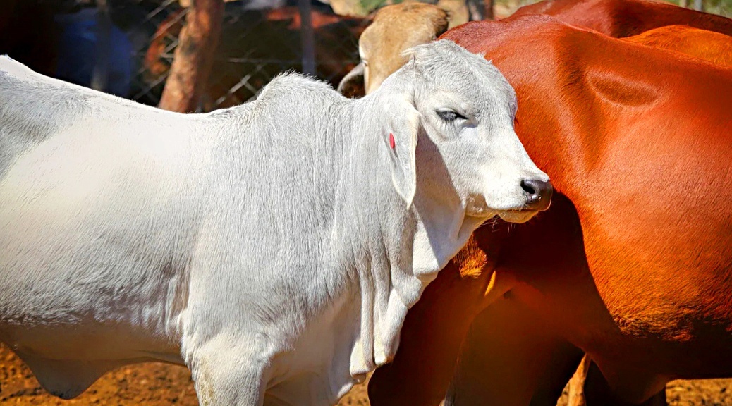 Weekly Roundup 210215