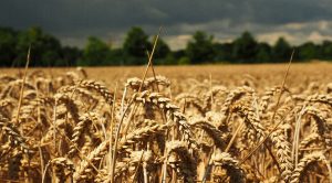 Stock Screeners March 2021 (Stock Screeners March 2021)