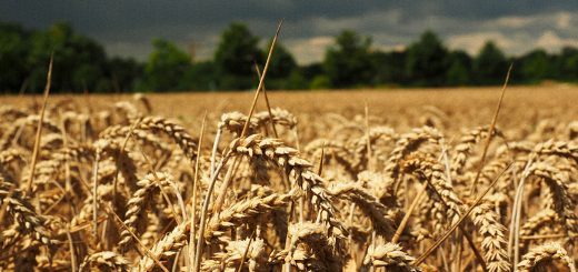 Stock Screeners March 2021