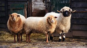 Weekly Roundup 210301 (Weekly Roundup, 1st March 2021)