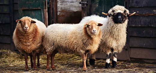 Weekly Roundup 210301