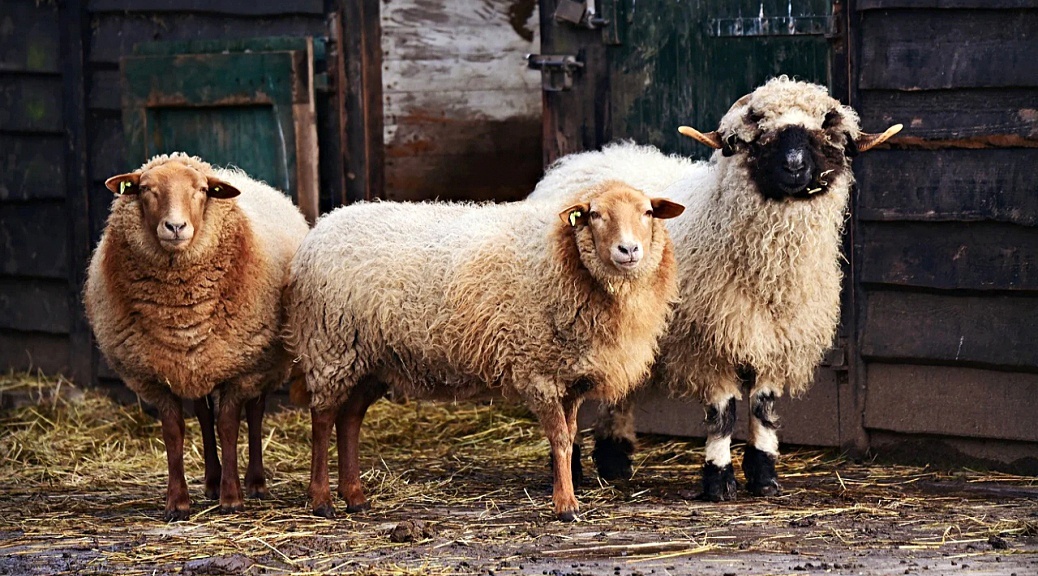 Weekly Roundup 210301