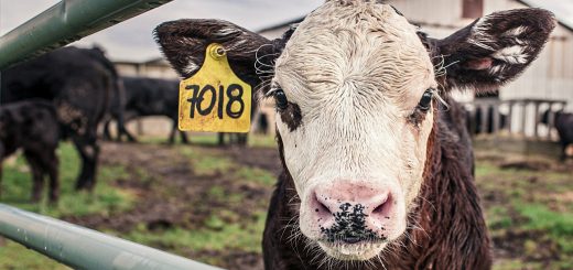 Weekly Roundup 210308