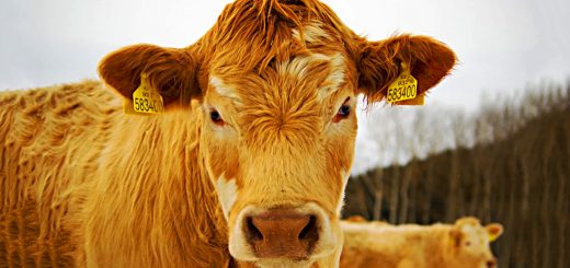 Weekly Roundup 210315