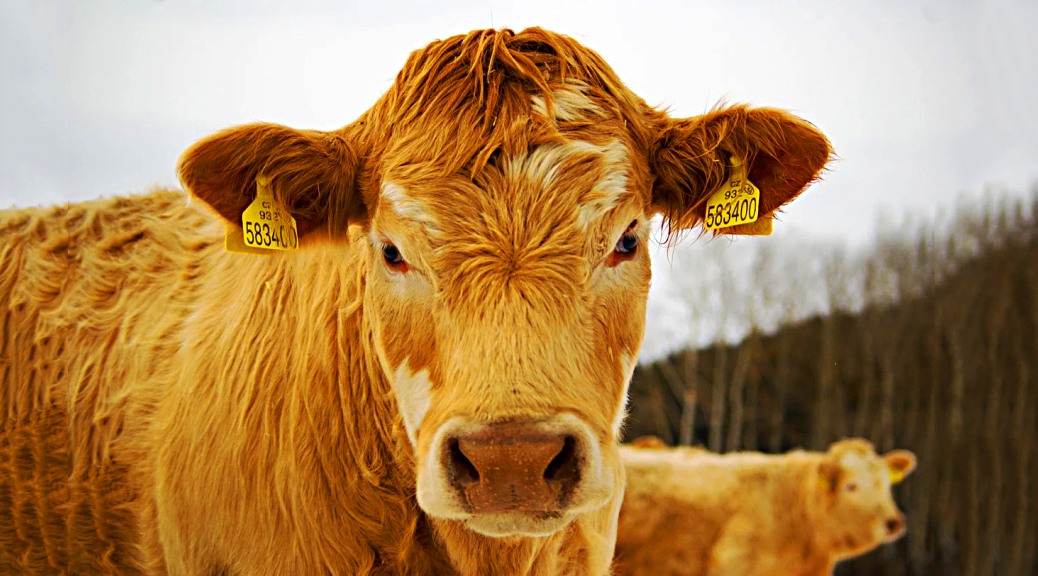 Weekly Roundup 210315