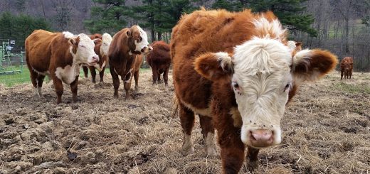 Weekly Roundup 210329