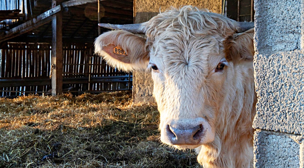 Weekly Roundup 210405