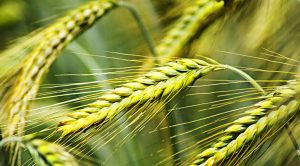 Stock Screeners April 2021 (Stock Screeners April 2021)