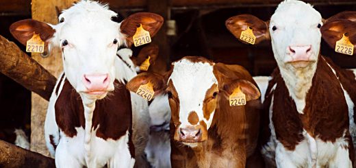 Weekly Roundup 210412