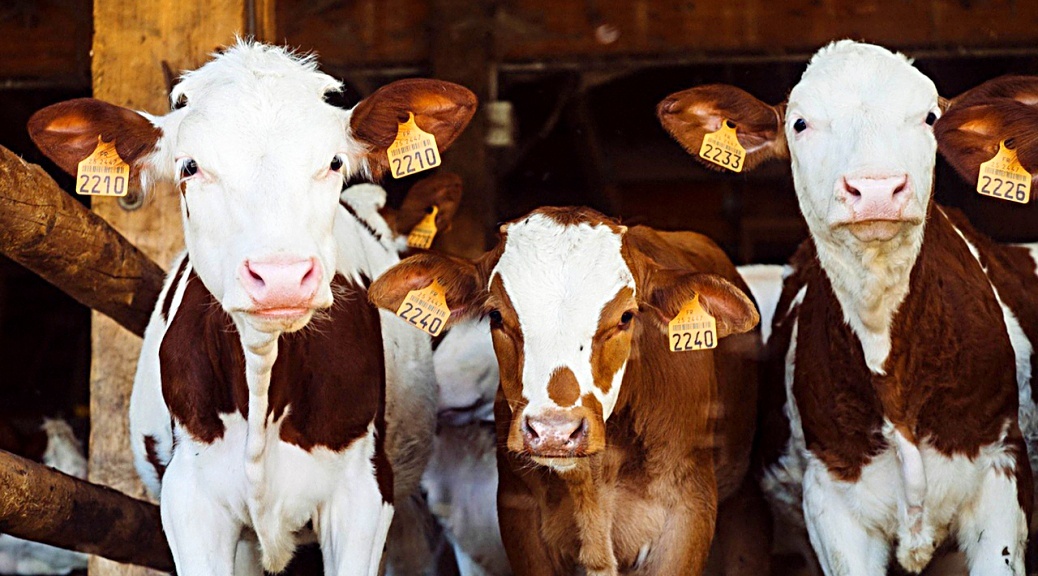 Weekly Roundup 210412