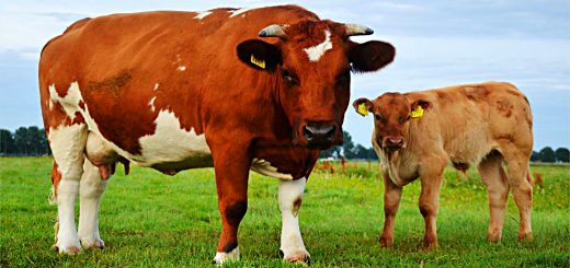 Weekly Roundup 210419