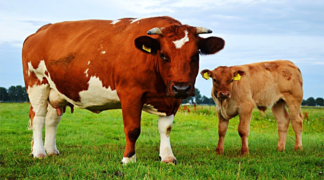 Weekly Roundup 210419