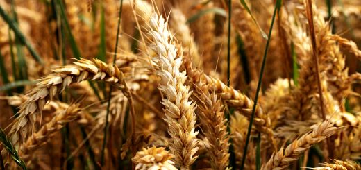 Stock Screeners May 2021