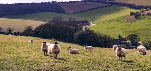 Weekly Roundup 210517