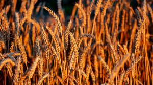 Stock Screeners June 2021 (Stock Screeners June 2021)