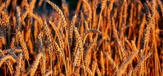 Stock Screeners June 2021