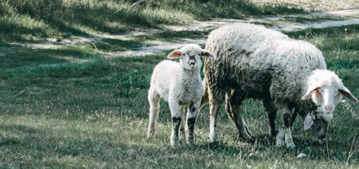 Weekly Roundup 210607