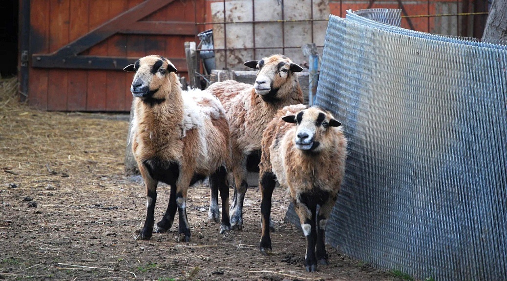 Weekly Roundup 210628