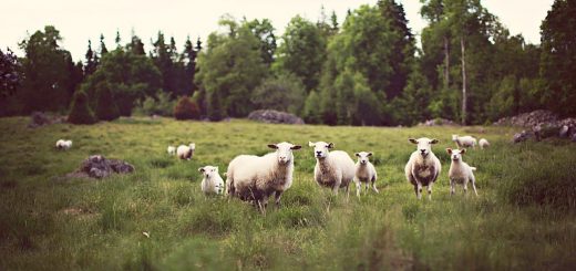 Weekly Roundup 210714