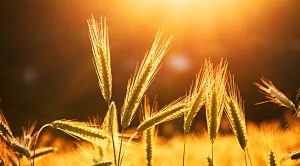 Stock Screeners July 2021 (Stock Screeners July 2021)