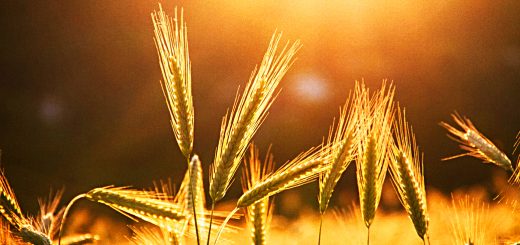 Stock Screeners July 2021