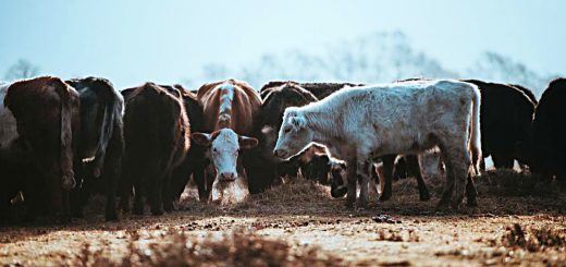 Weekly Roundup 210712