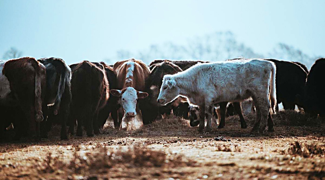 Weekly Roundup 210712