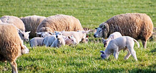 Weekly Roundup 210719