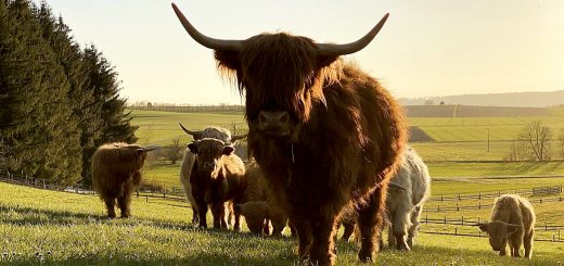 Weekly Roundup 210726