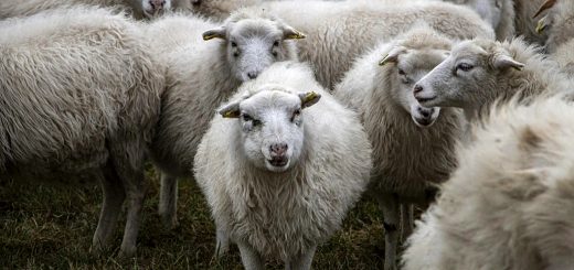 Weekly Roundup 210809