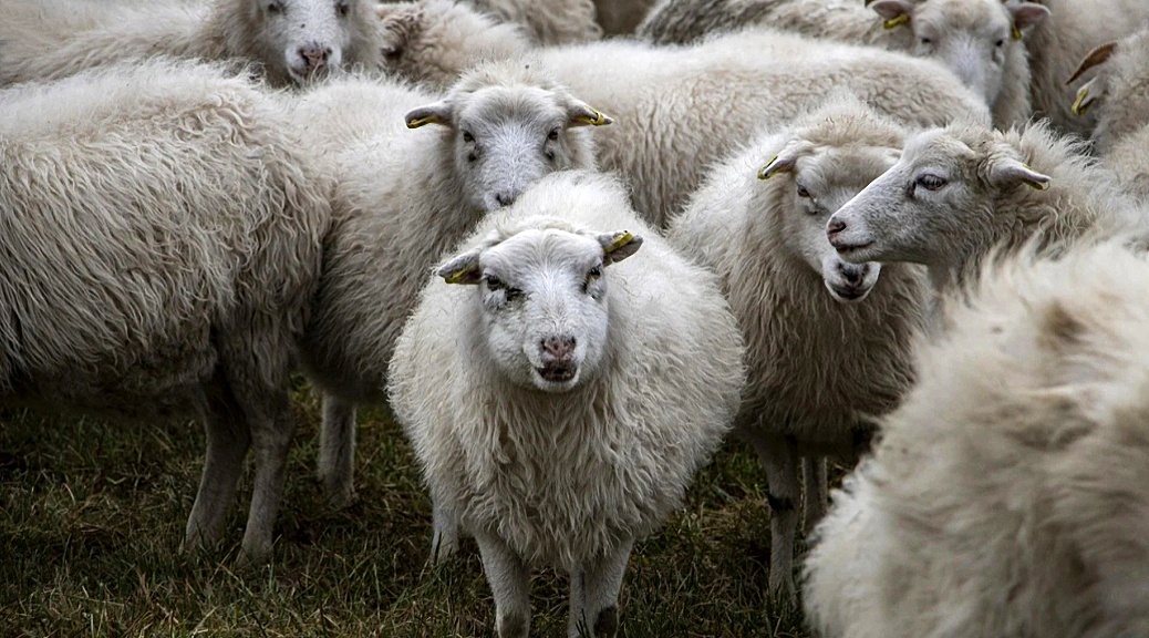 Weekly Roundup 210809