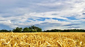 Stock Screeners August 2021 (Stock Screeners August 2021)