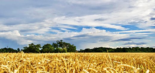 Stock Screeners August 2021