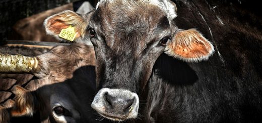 Weekly Roundup 200830