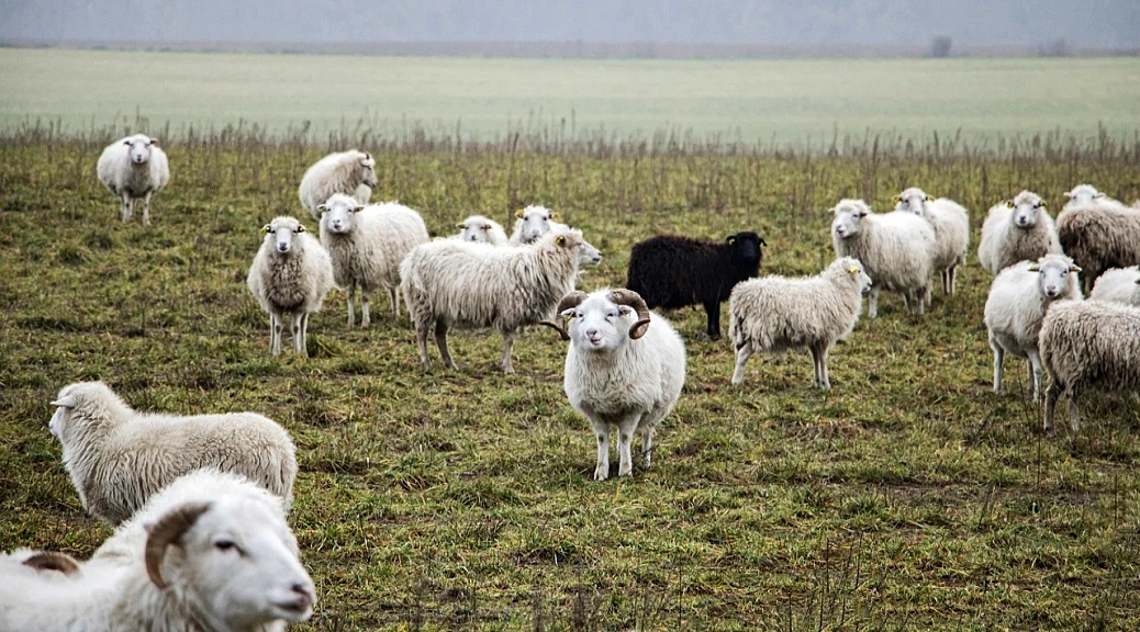 Weekly Roundup 210816