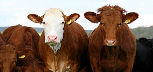 Weekly Roundup 210823