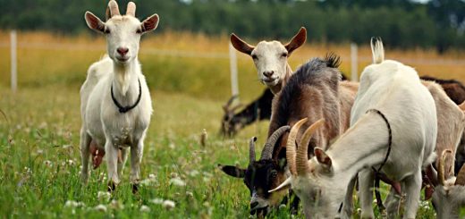 Weekly Roundup 210907