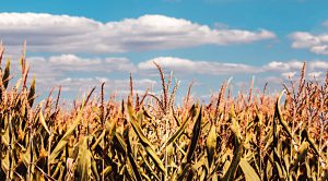 Stock Screeners September 2021 (Stock Screeners September 2021)