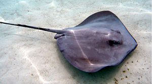 Tail Risk Strategies (Tail Risk Strategies &ndash; State Street)